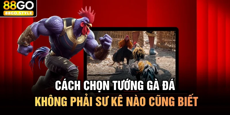 Cách Chọn Tướng Gà Đá Không Phải Sư Kê Nào Cũng Biết